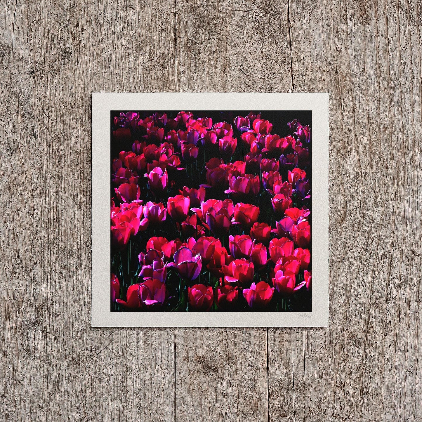 Red Tulip Print