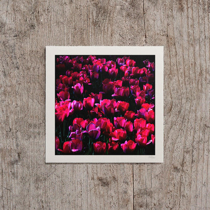 Red Tulip Print