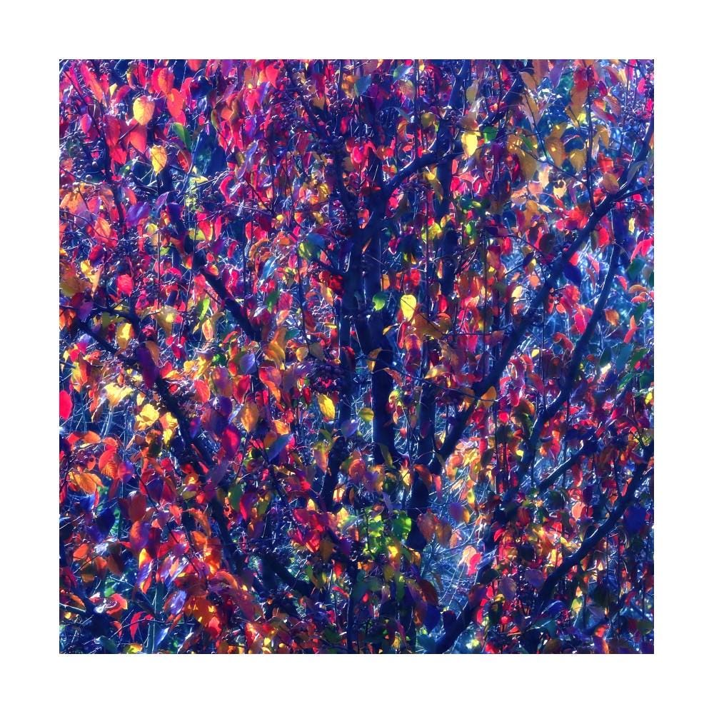 Rainbow Tree Print