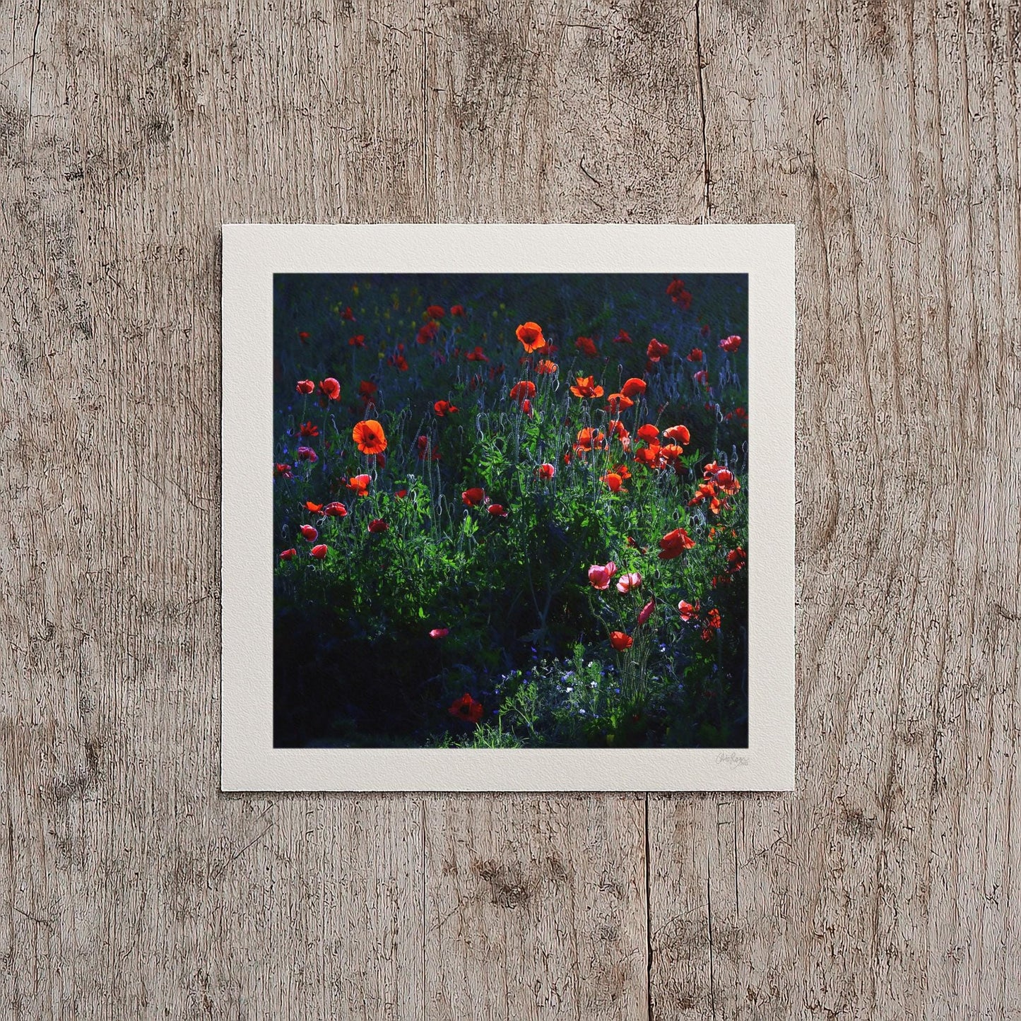 Red Poppy Print