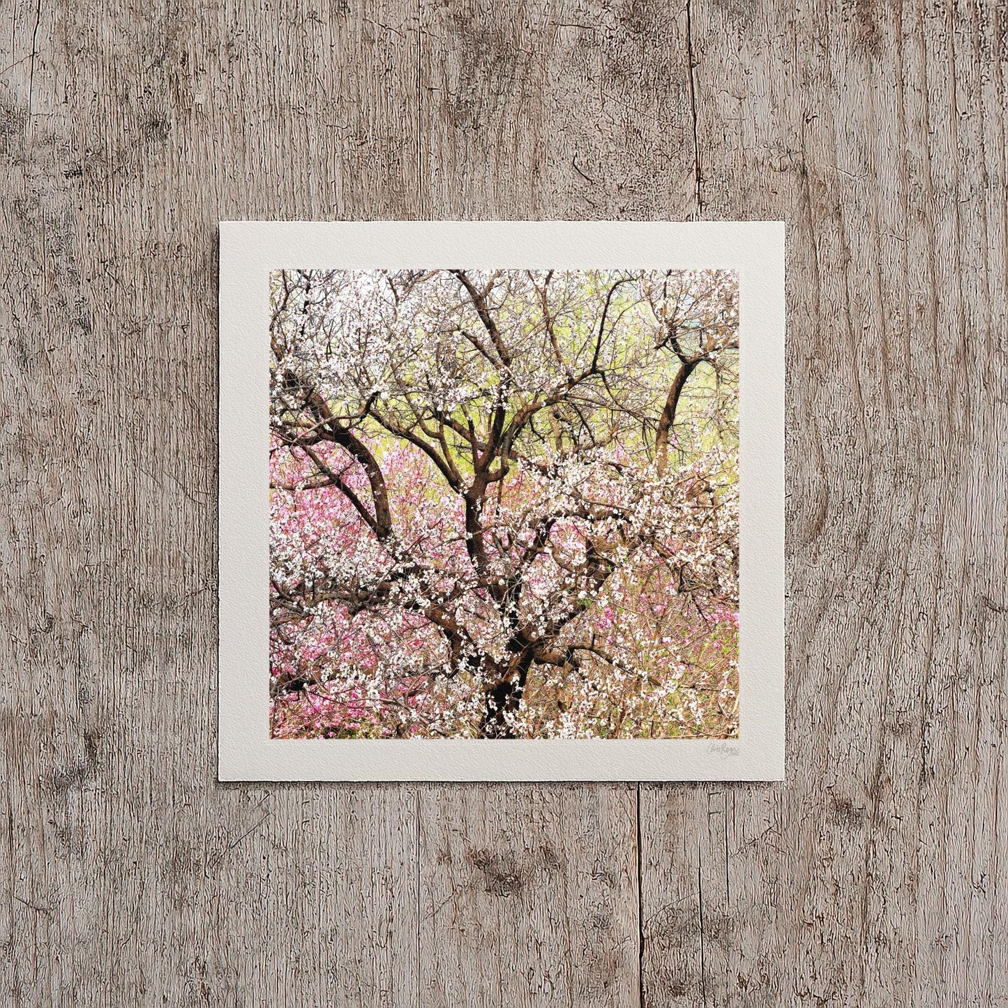 Pastel Peach Blossom Mini Print