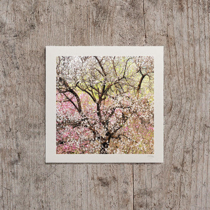 Pastel Peach Blossom Mini Print