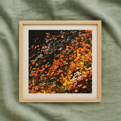 Orange Coreopsis Flower Print