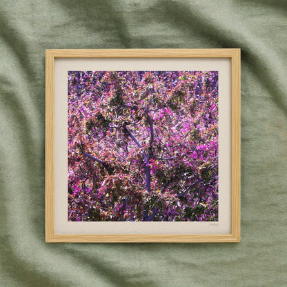 Apple Blossom Mauve Print