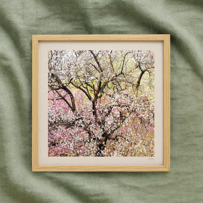 Pastel Peach Blossom Mini Print