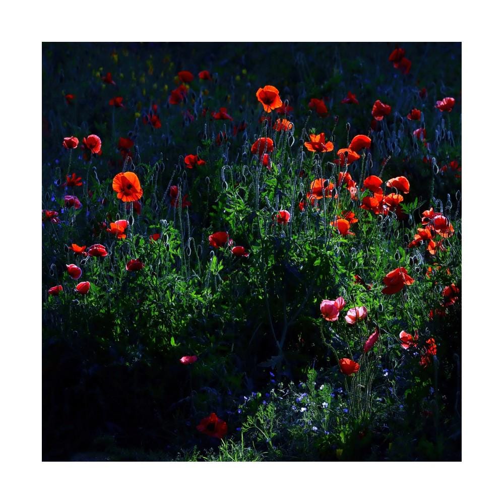 Red Poppy Print