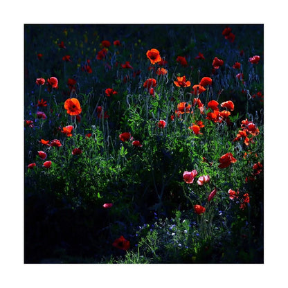 Red Poppy Print