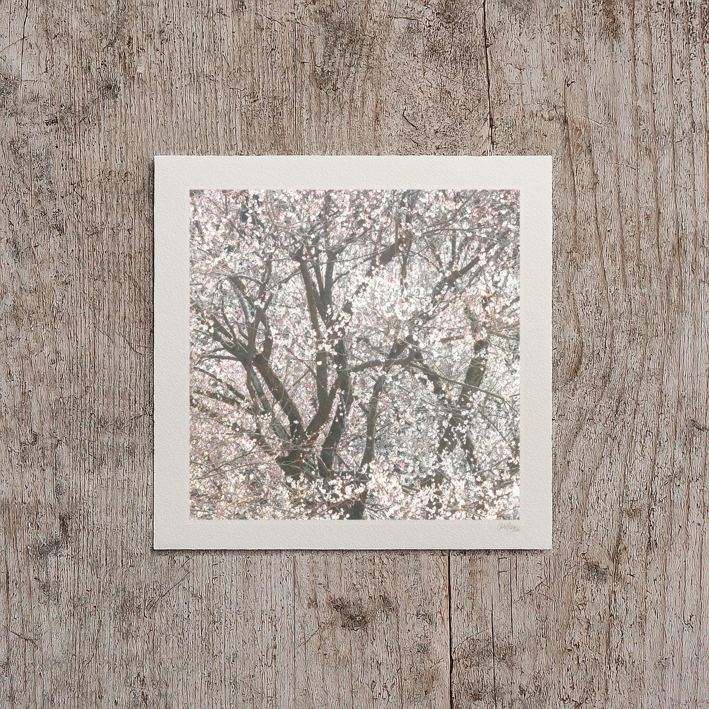 Blush Pink Blossom Snowstorm Print