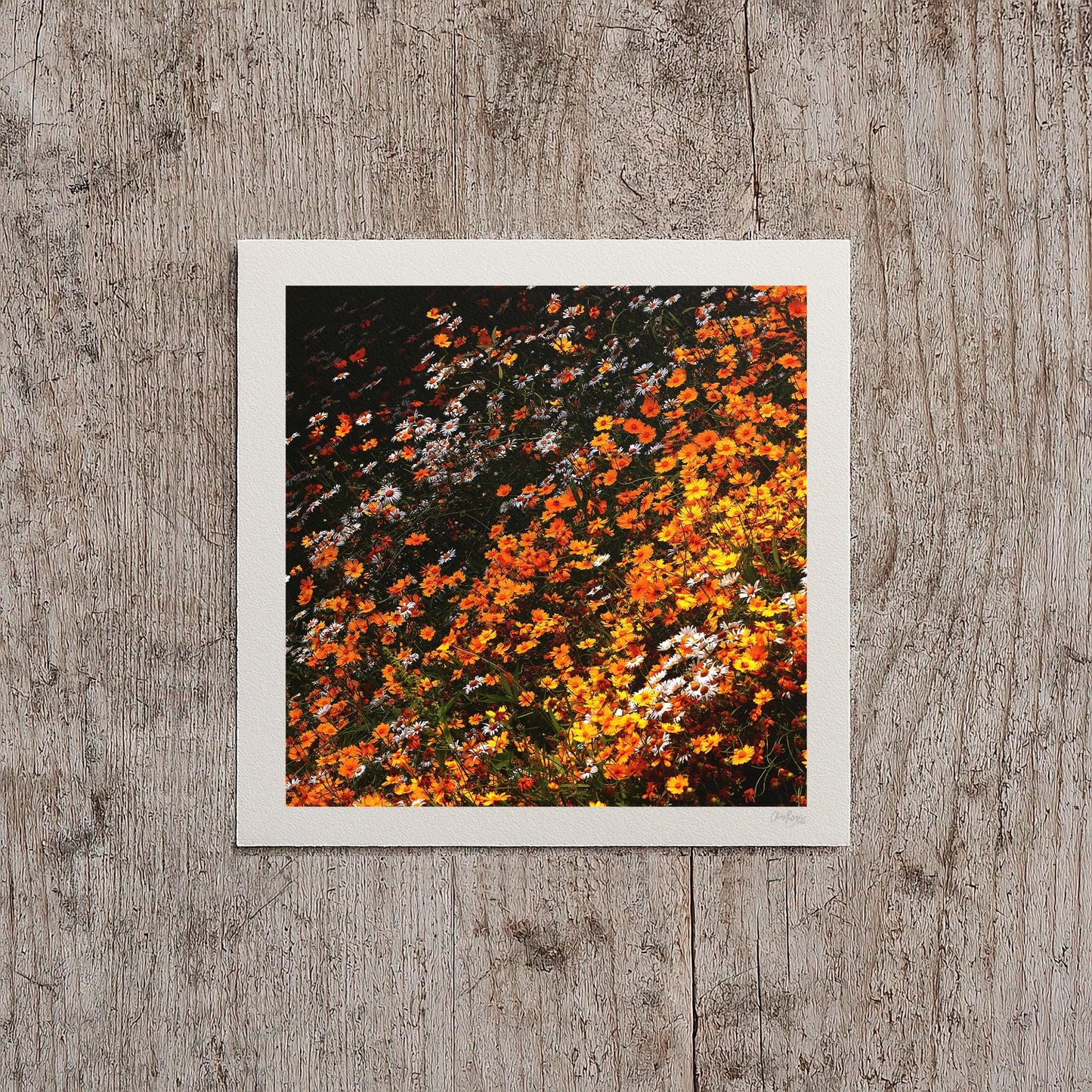 Orange Coreopsis Flower Print