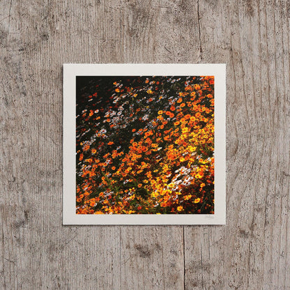Orange Coreopsis Flower Print