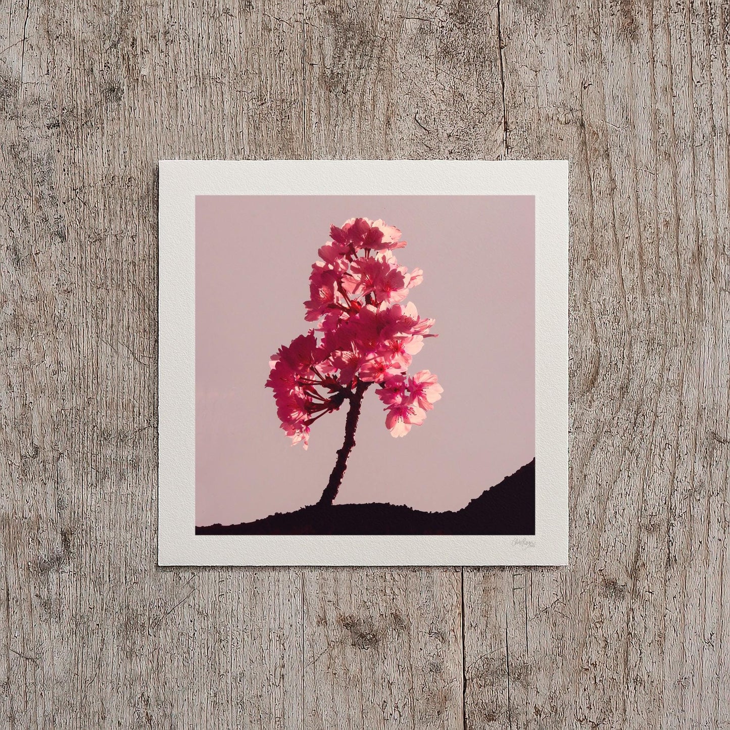 Cherry Blossom Mini Print