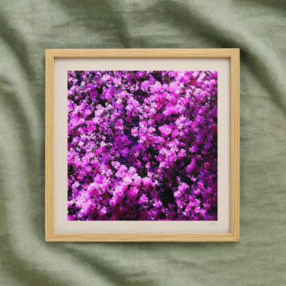 Hot Pink Azalea Print