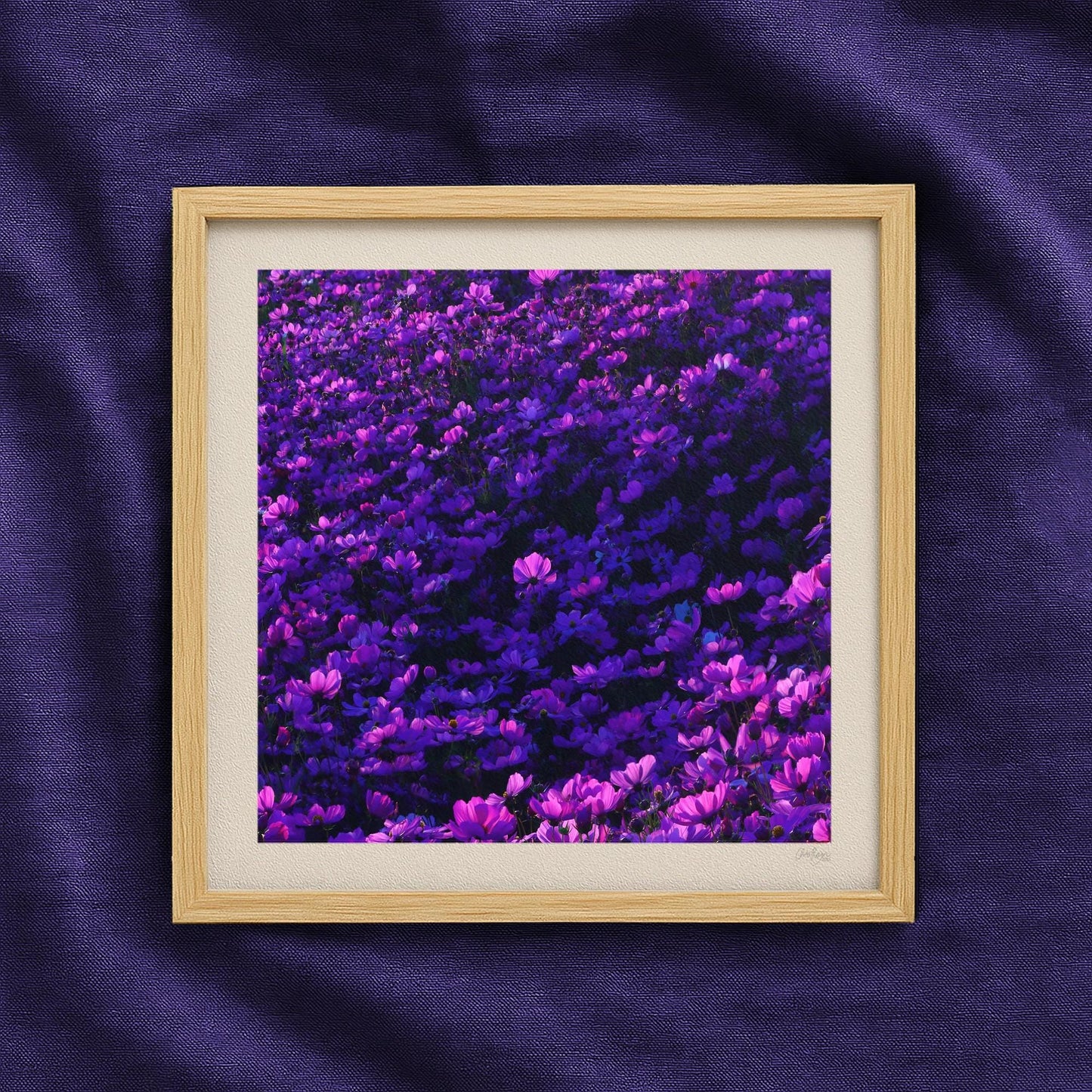 Purple Cosmos Flowers Moody Print