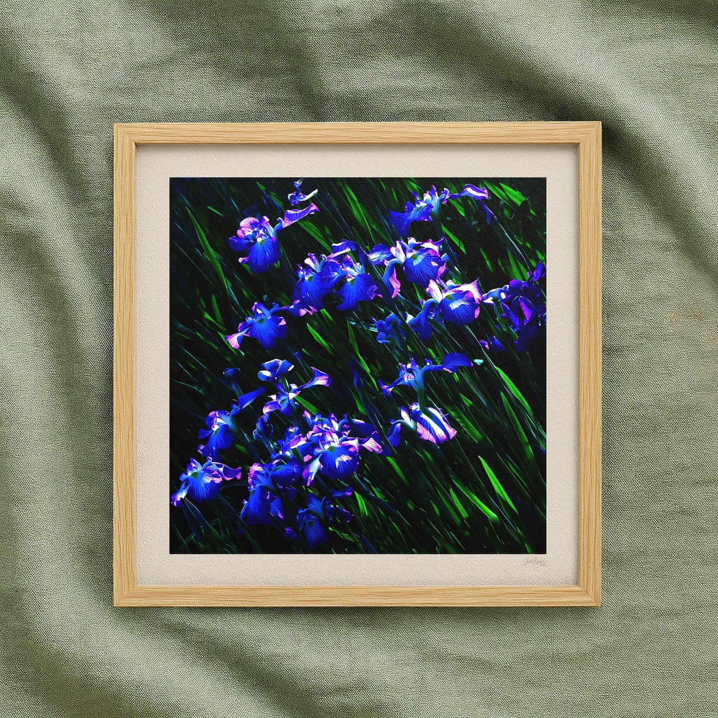 Japanese Iris Print