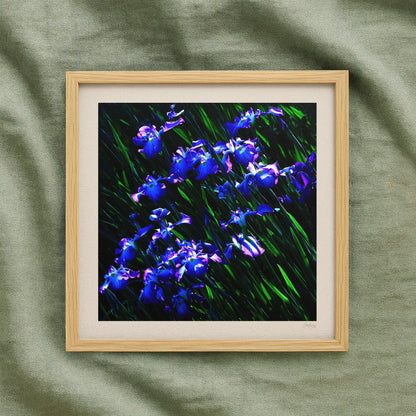 Japanese Iris Print