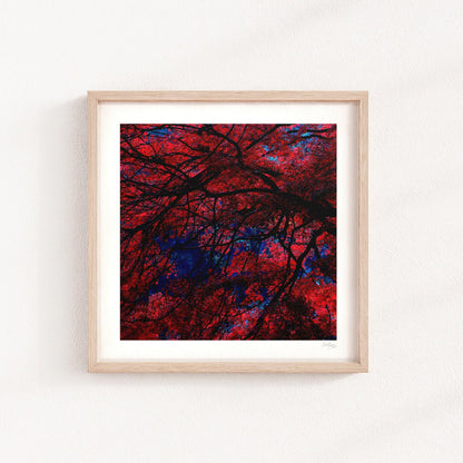 Japanese Garden Maple Print