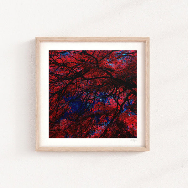 Japanese Garden Maple Print