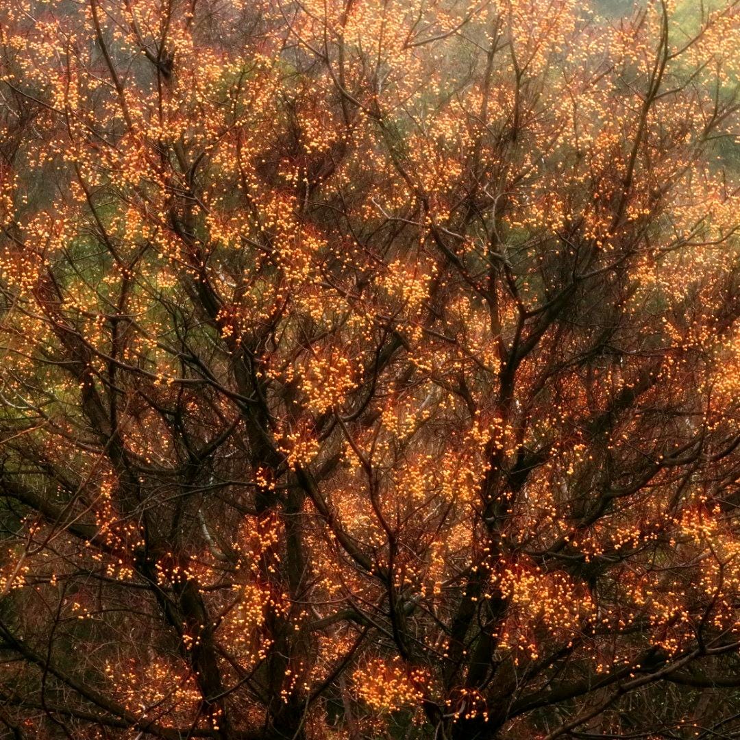 Beige Tree Wall Print