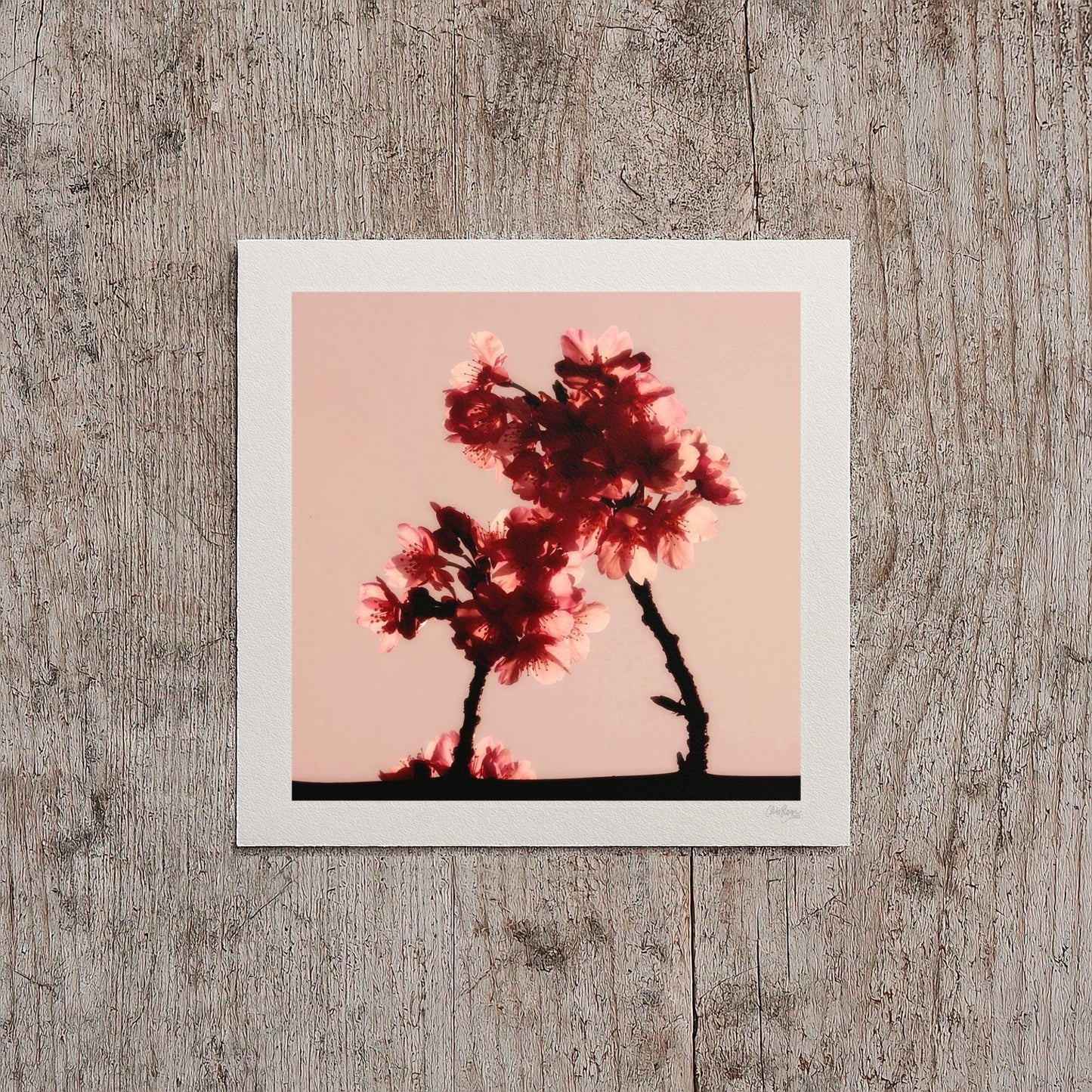 Cherry Blossom Mini Print