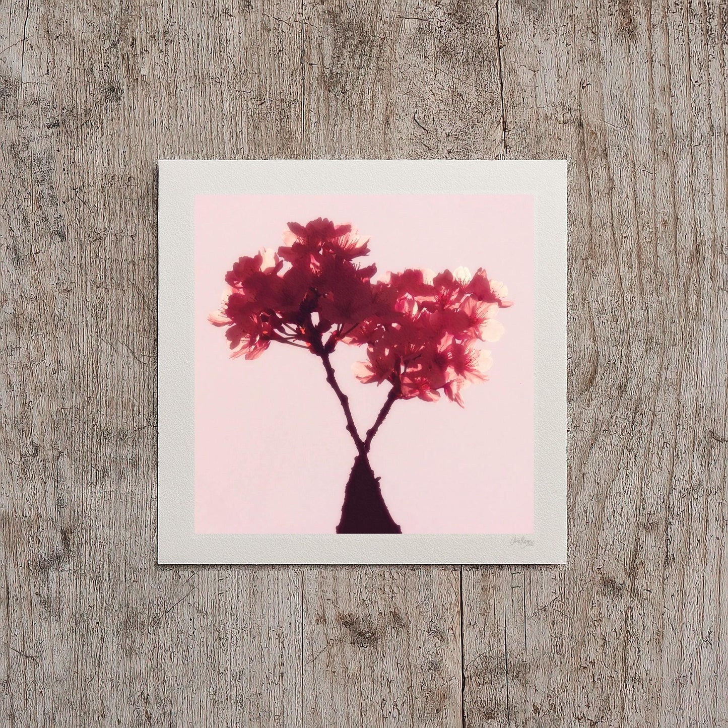 Cherry Blossom Mini Print