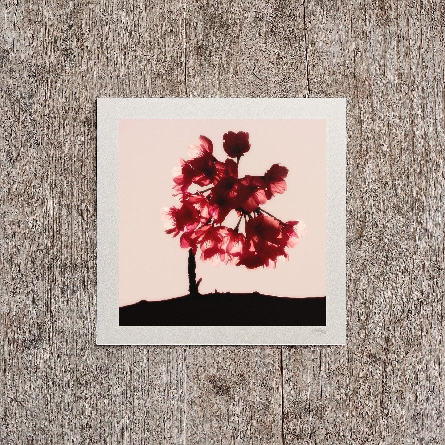Cherry Blossom Mini Print