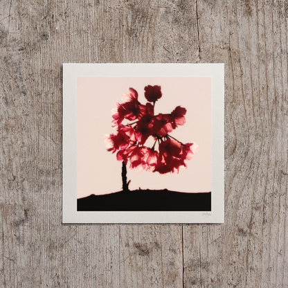 Cherry Blossom Mini Print