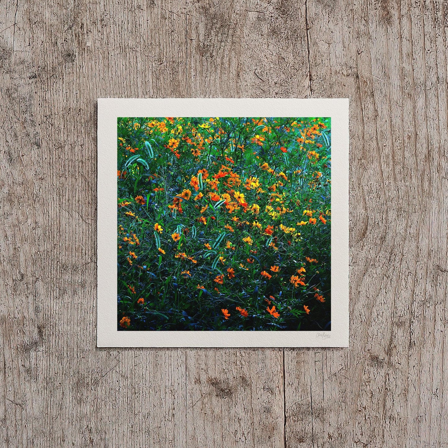 Orange and Green Cosmos Flower Print