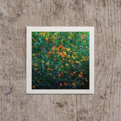 Orange and Green Cosmos Flower Print