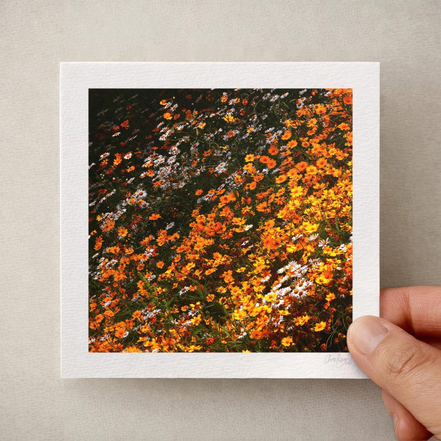 Orange Coreopsis Flower Print