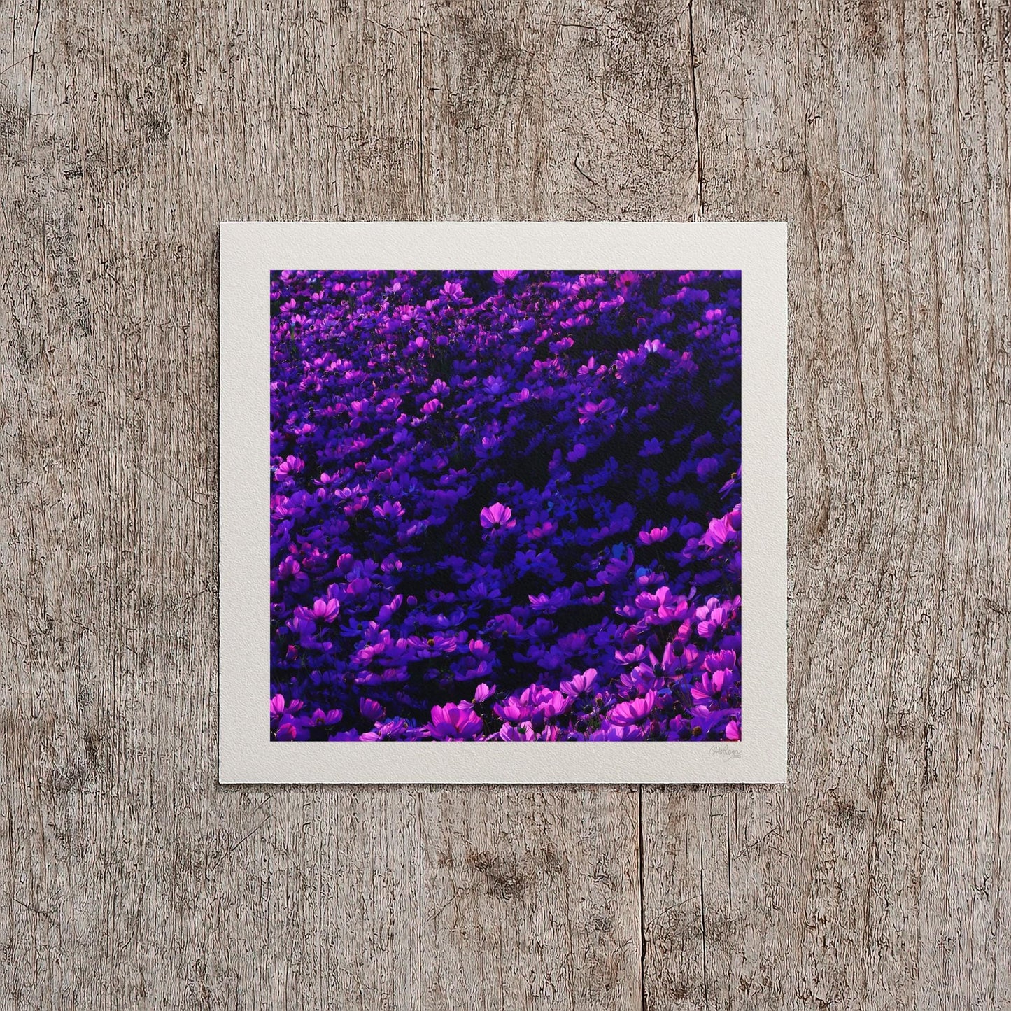 Purple Cosmos Flowers Moody Print