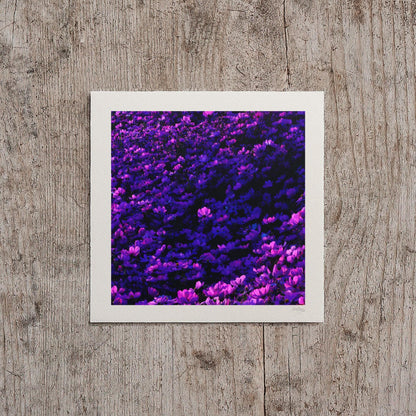 Purple Cosmos Flowers Moody Print