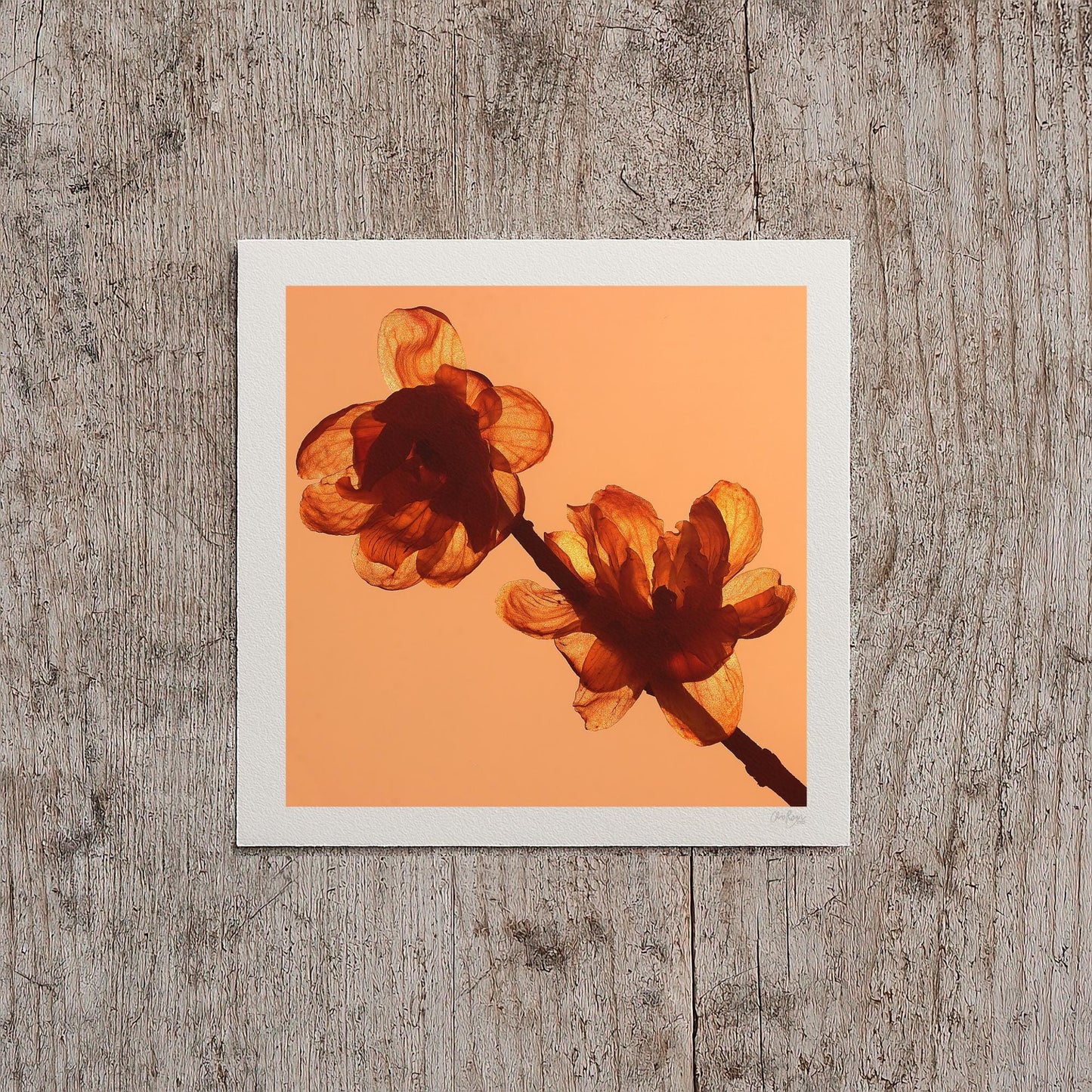 Yellow Flower Petal Wall Print