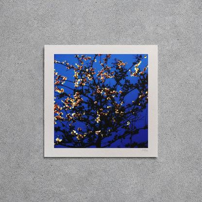 Dark Blossom Print