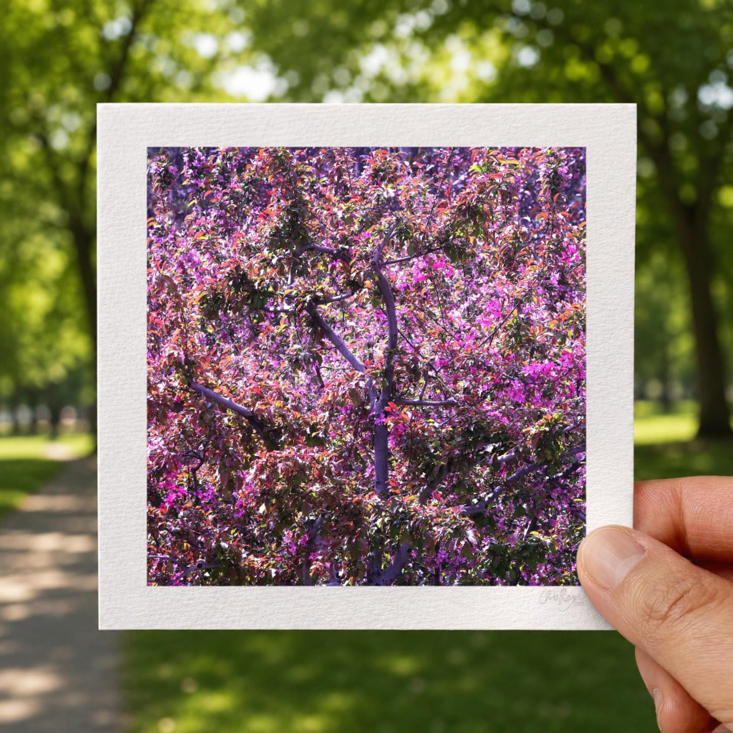 Apple Blossom Mauve Print