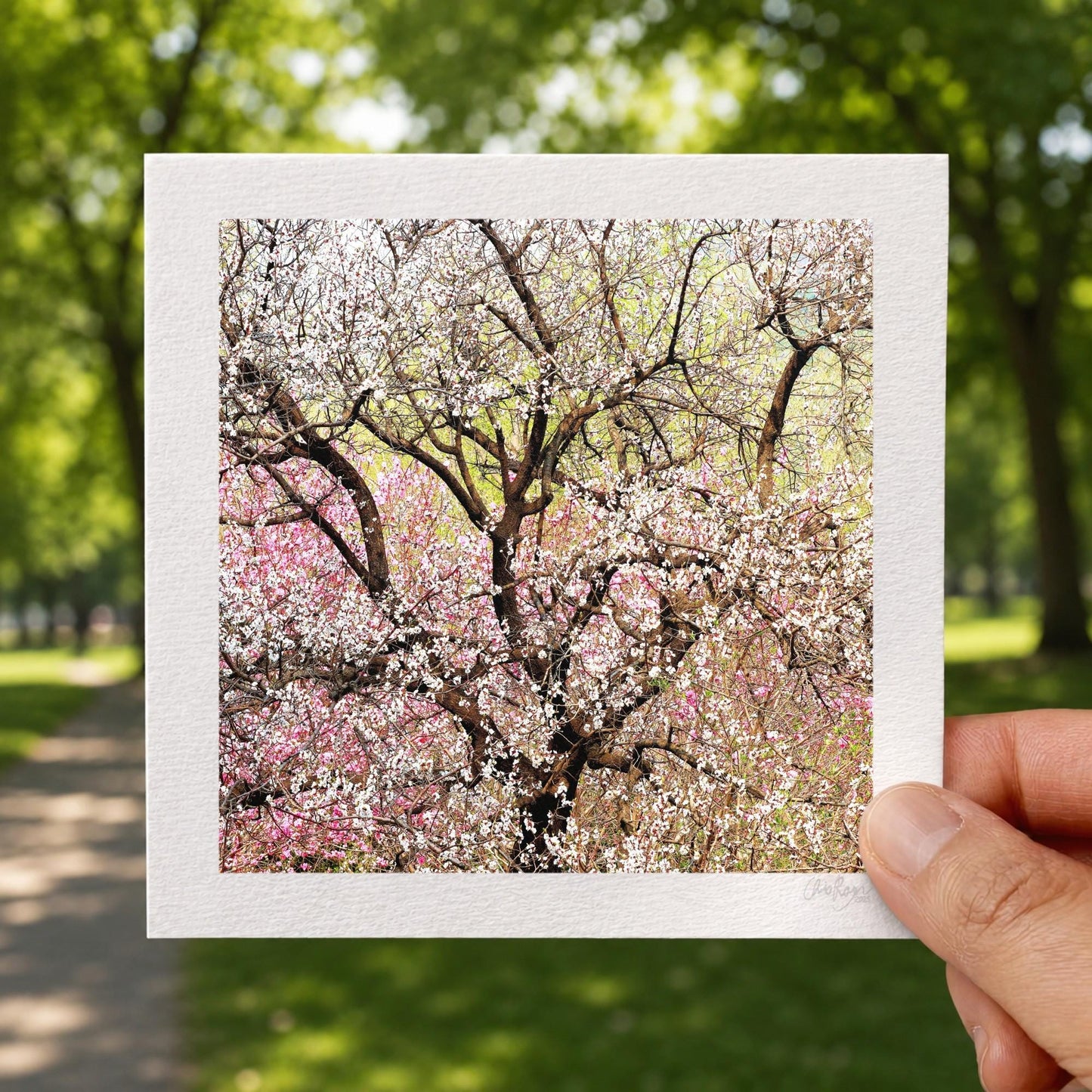 Pastel Peach Blossom Mini Print
