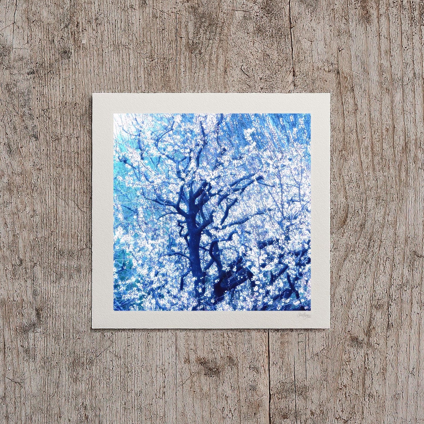 Calming Almond Blossom Print