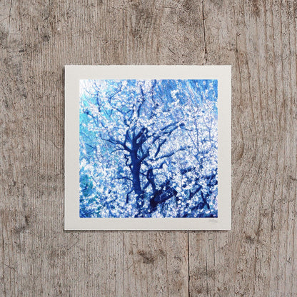 Calming Almond Blossom Print