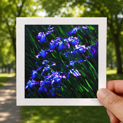 Japanese Iris Print