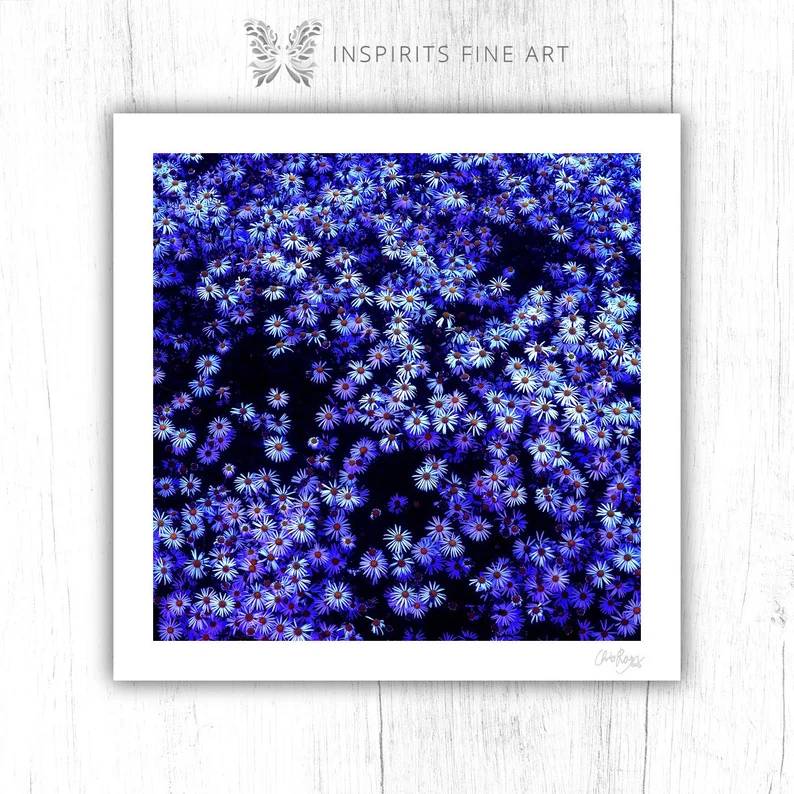 Goodnight Daisy: Twilight Michaelmas Daisy Art Print - Image 2