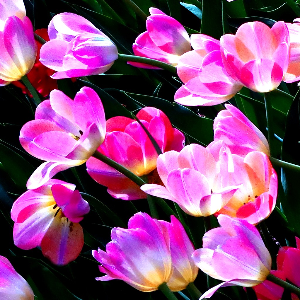Chorus of Color: Rainbow Tulips Art Print - Image 3