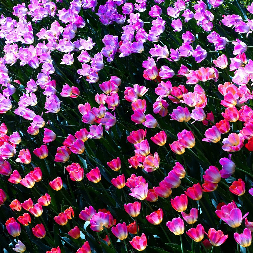 Chorus of Color: Rainbow Tulips Art Print - Image 2