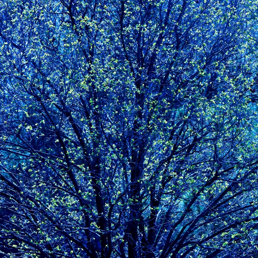 Rebirth: Spring Tree Art Print - Image 3