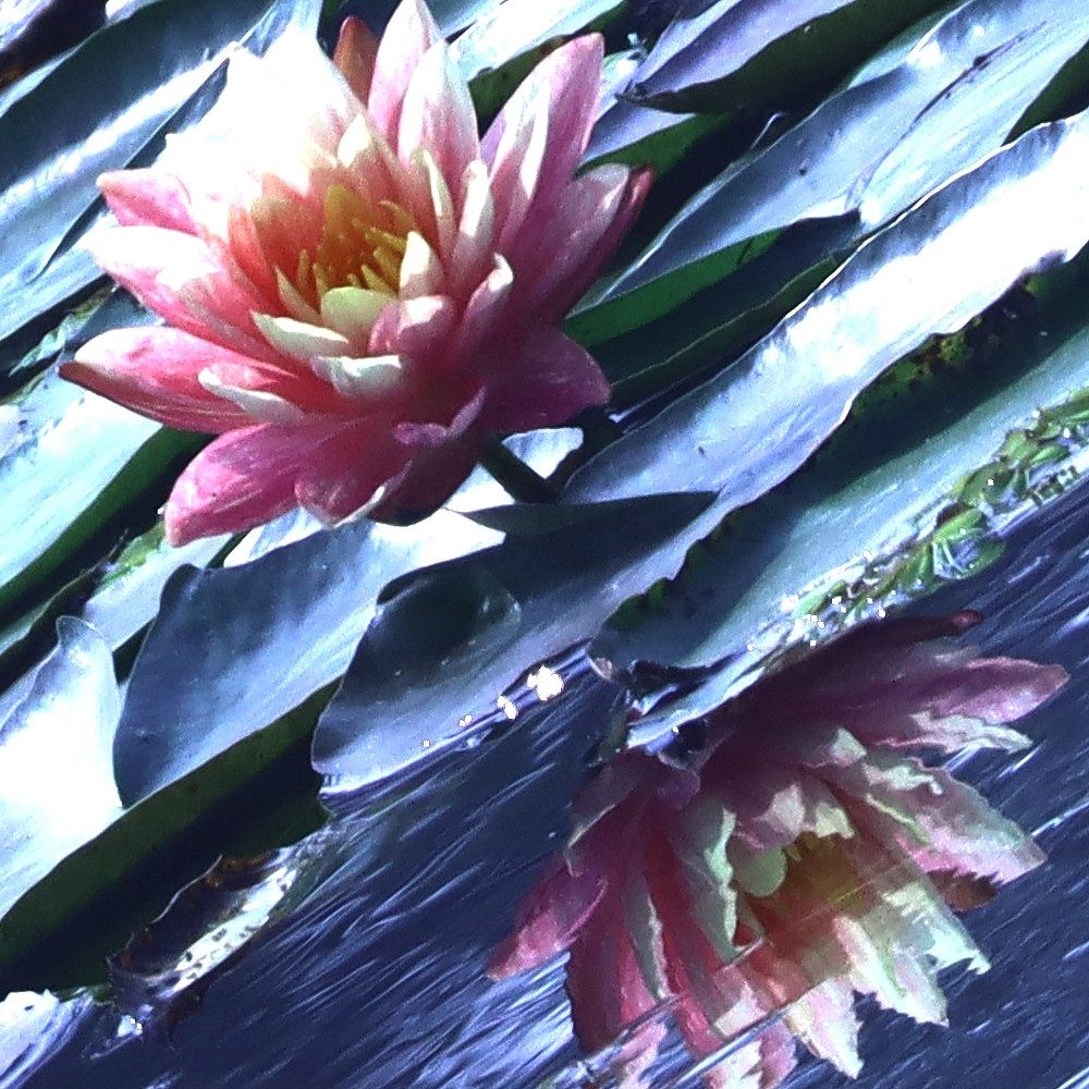 The Fairest of Them All: Water Lily Pond Art Print - Image 2