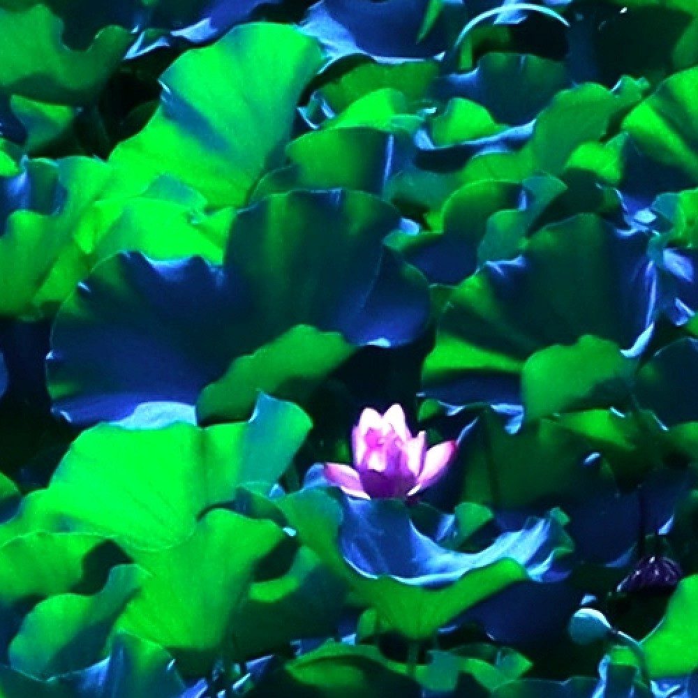 Solitude of One: Jade Green Art Print Lotus - Image 2