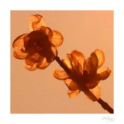 Winter's Honey: Yellow Winter Blossom Art Print