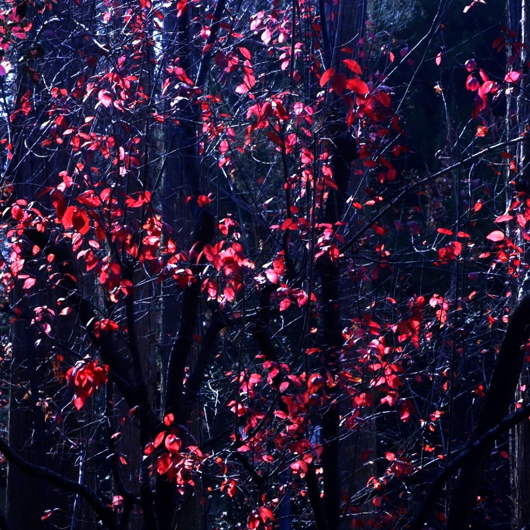 Winter's Valentine: Romantic Art Print - Image 2