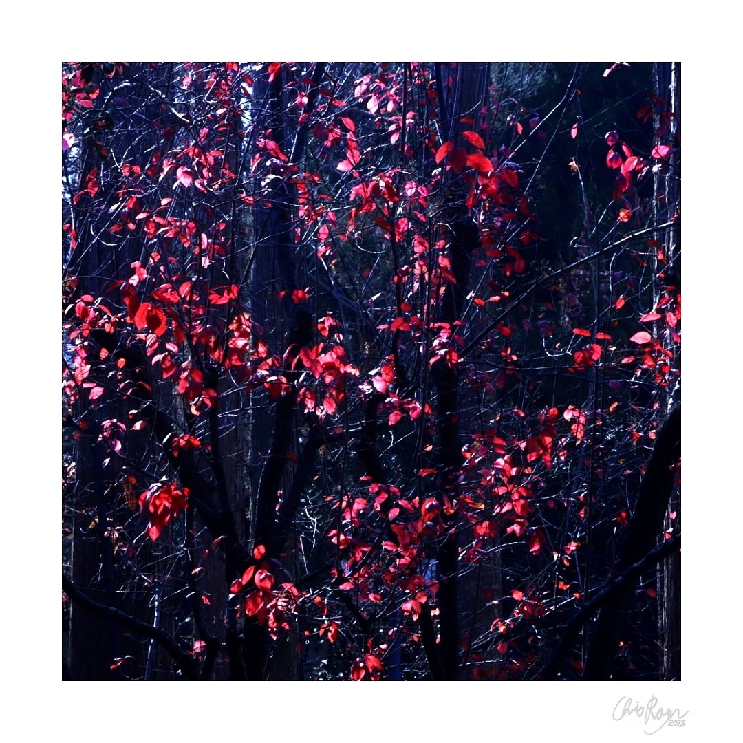 Winter's Valentine: Romantic Art Print