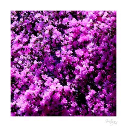 The Soft Sheen of Spring: Pink Azalea Rhododendron Art Print