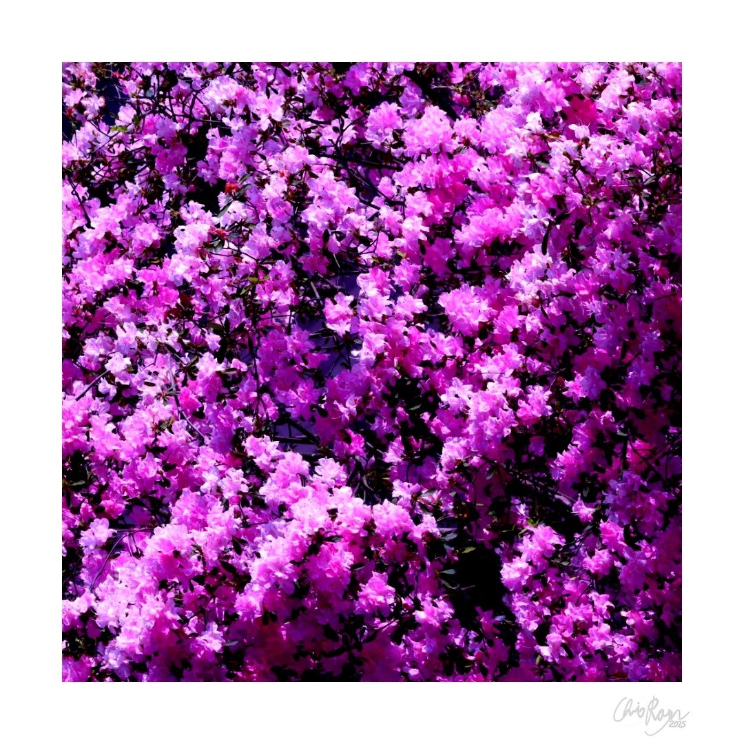 The Soft Sheen of Spring: Pink Azalea Rhododendron Art Print
