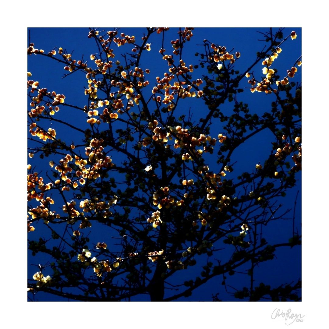Beauty in the Shadows: Blue and Gold Art Print